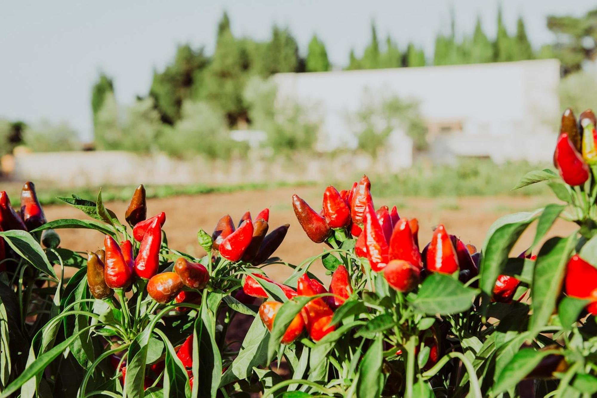 Masseria L'Uliveto Agri Resort Отранто Екстер'єр фото